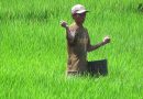 Pemkab Probolinggo Dapat Alokasi Pupuk Bersubsidi 83 Ribu Ton Pemkab Probolinggo Dapat Alokasi Pupuk Bersubsidi 83 Ribu Ton
