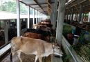 Berkunjung ke Ranch Sapi Modern Milik Mas Kelana yang Siap Penuhi Kebutuhan Daging Berkunjung ke Ranch Sapi Modern Milik Mas Kelana yang Siap Penuhi Kebutuhan Daging