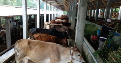 Berkunjung ke Ranch Sapi Modern Milik Mas Kelana yang Siap Penuhi Kebutuhan Daging Berkunjung ke Ranch Sapi Modern Milik Mas Kelana yang Siap Penuhi Kebutuhan Daging