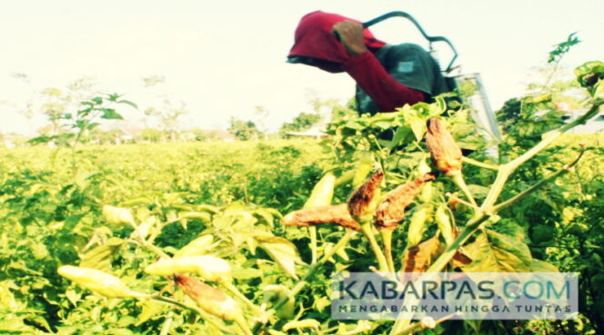 
Harga Cabai Merosot, Petani Menjerit