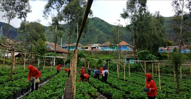 
Serunya Wisata Petik Strawberry di Lereng Gunung Bromo
