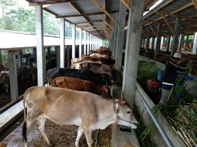 
Berkunjung ke Ranch Sapi Modern Milik Mas Kelana yang Siap Penuhi Kebutuhan Daging