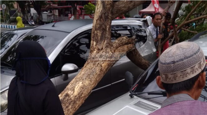 
Pohon Tumbang Timpa Honda Jazz Milik Warga Bugulkidul Pasuruan