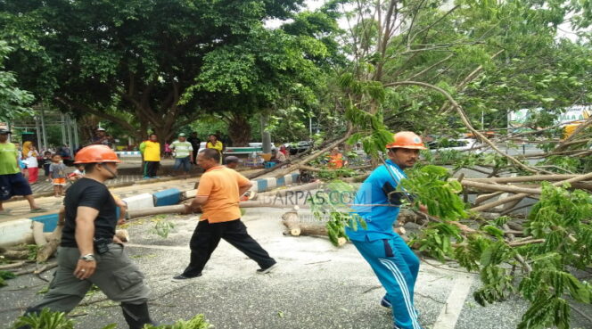 
Lagi, Pohon Tumbang di Sekitar Alun-alun Kota Pasuruan