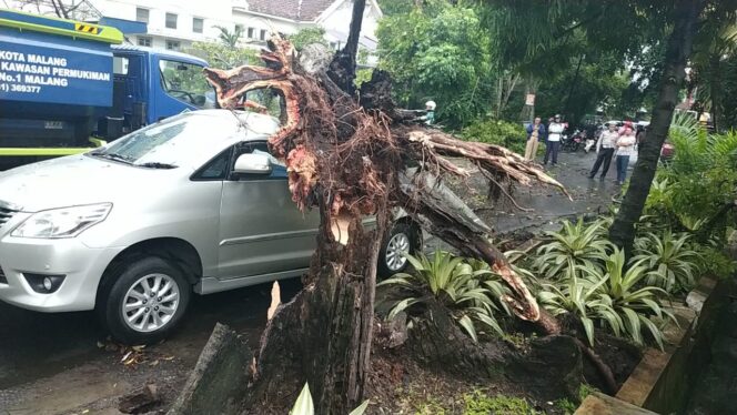 
Hujan Angin, Puluhan Pohon Tumbang di Kota Malang