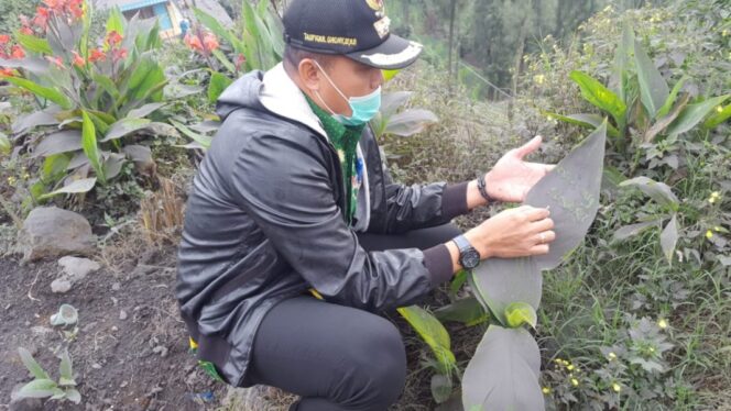 
Abu Vulkanik Gunung Bromo Guyur Wilayah Tosari Pasuruan