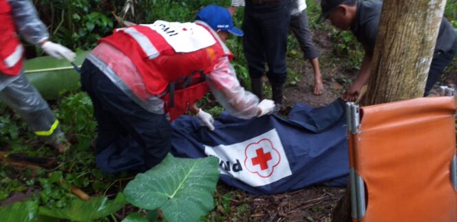 Terjatuh Dari Pohon Alpukat, Pria Paruh Baya Tewas di Tempat
