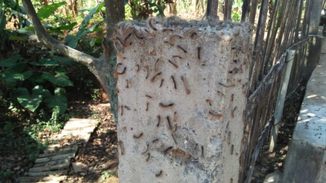 
Ulat Bulu Serbu Rumah Warga di Pasuruan 