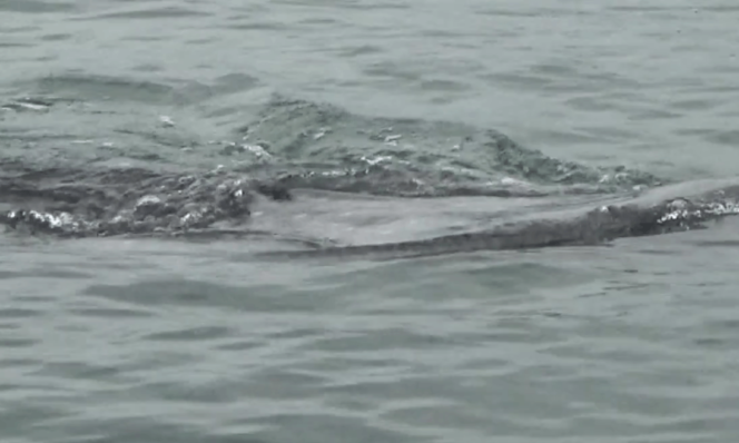 
Ada Sensasi Wisata Hiu Paus, Pengunjung Pantai Bentar Meningkat 3 Kali Lipat