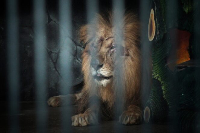 
TWSL Kota Probolinggo Tambah Dua Singa Afrika