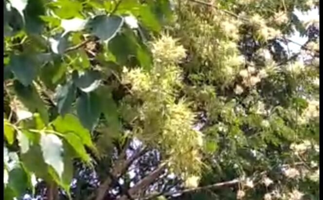 
Fenomena Pohon Bambu Berbunga di Probolinggo