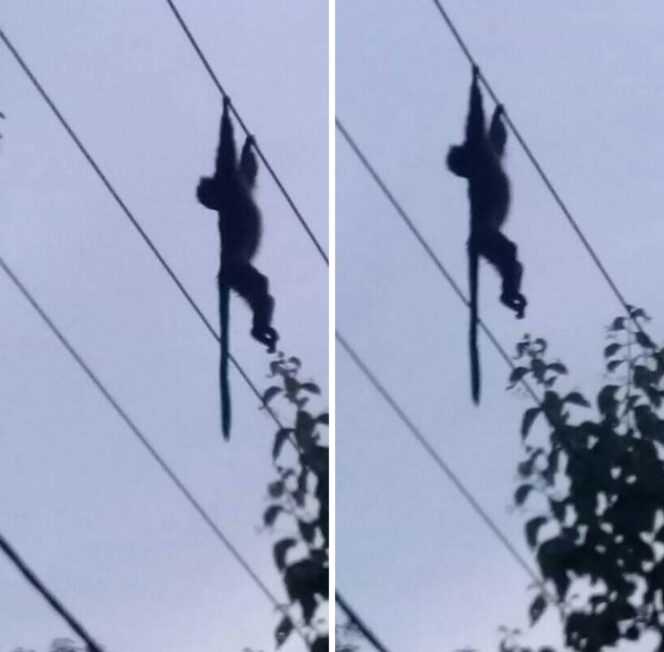 
Gara-gara Ulah Monyet Gelantungan di Kabel, Aliran Listrik di Sejumlah Desa di Probolinggo Padam