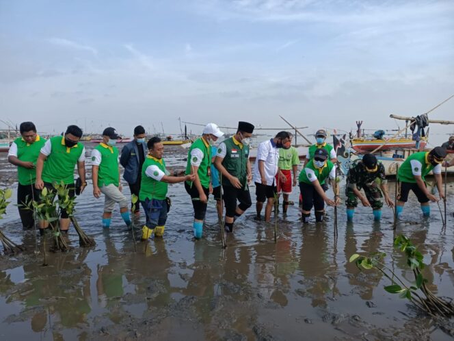 
Peduli Lingkungan, DPD KNPI Kota Pasuruan Tanam Bibit Mangrove di Pantai Panggungrejo