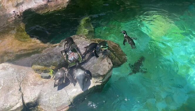 
Sambut World Penguin Day, Belasan Penguin di TSP Diberi Tumpeng