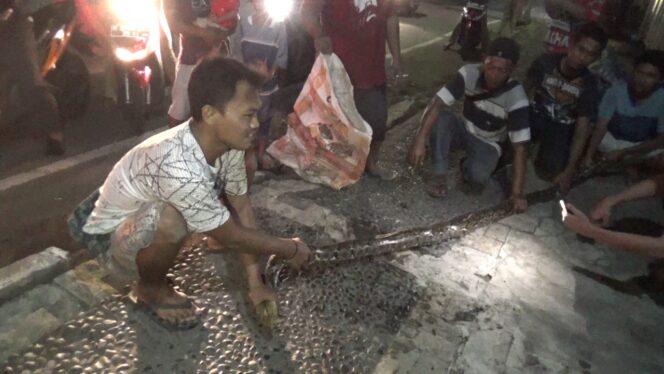 
Ular Python Raksasa di Jalan Cokro Kota Probolinggo Gegerkan Warga