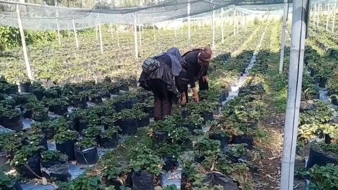 
Belerang Gunung Bromo Ancam Tanaman Strawberry dan Pertanian Warga