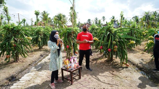 
Mantap! Teknologi Tepat Guna Buah Naga Banyuwangi Masuk Top 99 Sinovik