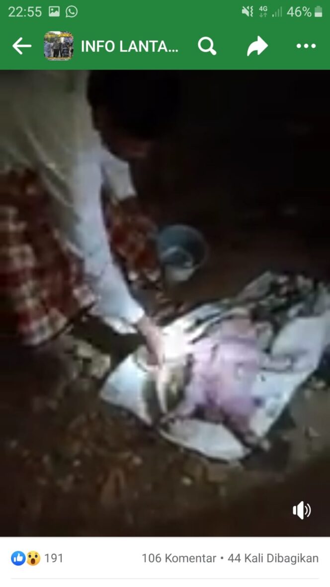 
Heboh, Anak Kambing Mirip Bayi Manusia