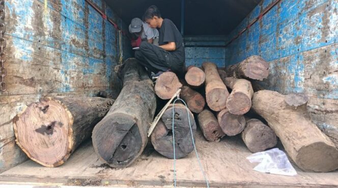 
Nyolong Puluhan Batang Kayu, Warga Banyuwangi Ditangkap Polisi