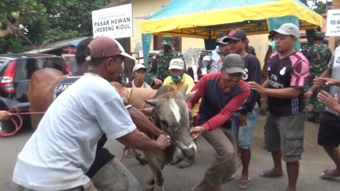 
Sapi Mengamuk Seruduk Kendaraan di Pasar Hewan Probolinggo