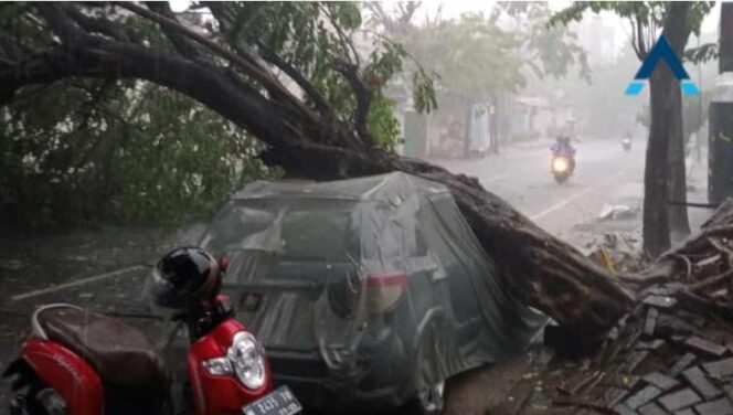 
Akibat Hujan Deras Disertai Angin Kencang, Sejumlah Pohon di Pasuruan Tumbang