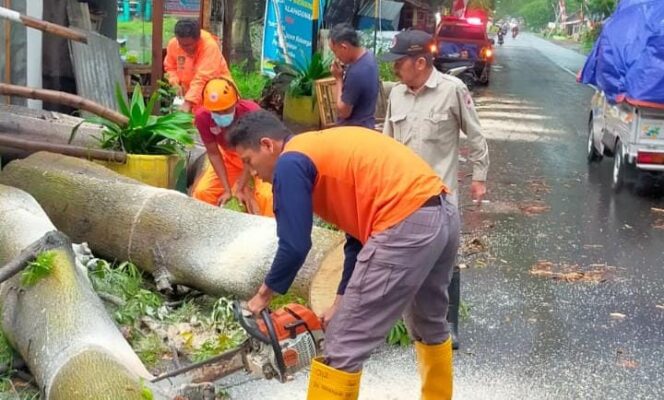 Pemotor Alami Patah Tulang Usai Tertimpa Pohon Tumbang di Gondangwetan