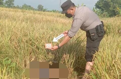 Sosok Mayat Petani di Pasuruan Ditemukan Tewas di Tengah Sawah