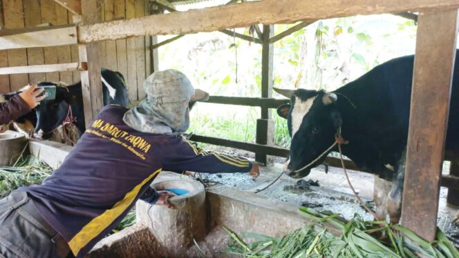 
Hewan Ternak yang Mati dengan Gejala Mirip PMK di Kabupaten Pasuruan Terus Bertambah