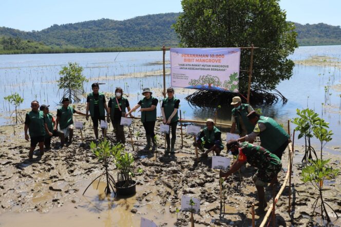 
MPM Honda TANAM 10.000 Bibit Mangrove di Golo Sepang NTT