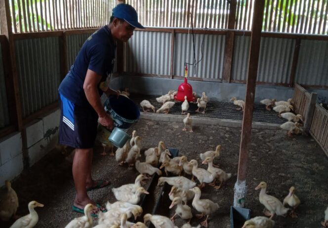 
SPENA Lestari Gelar Sekolah Lapang untuk Budidaya Bebek