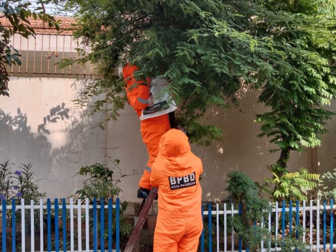 
Takut Sengat Warga, BPBD Kota Pasuruan Evakuasi Sarang Tawon Ukuran Jumbo