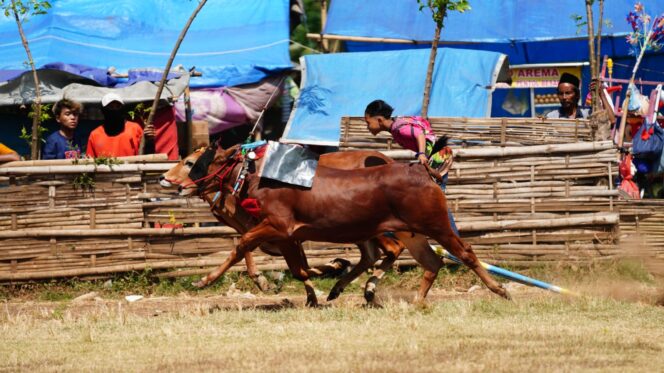 
Harjakapro ke-277, Pemkab Probolinggo Gelar Lomba Kerapan Sapi Bupati Cup 2023