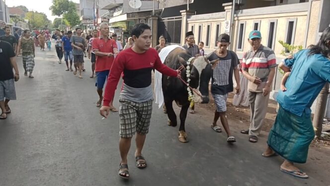 
Tradisi Arak Hewan Kurban di Kota Probolinggo 