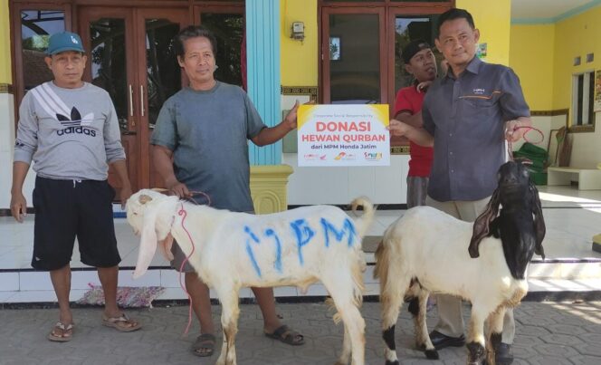 
					MPM Honda Jatim Donasi Hewan Kurban di 6 Kota Sekitar Area Operasional
