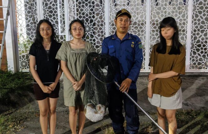 
Aksi Heroik Empat Gadis Bersama Damkar Selamatkan Kucing di Loteng Rumah Kosong