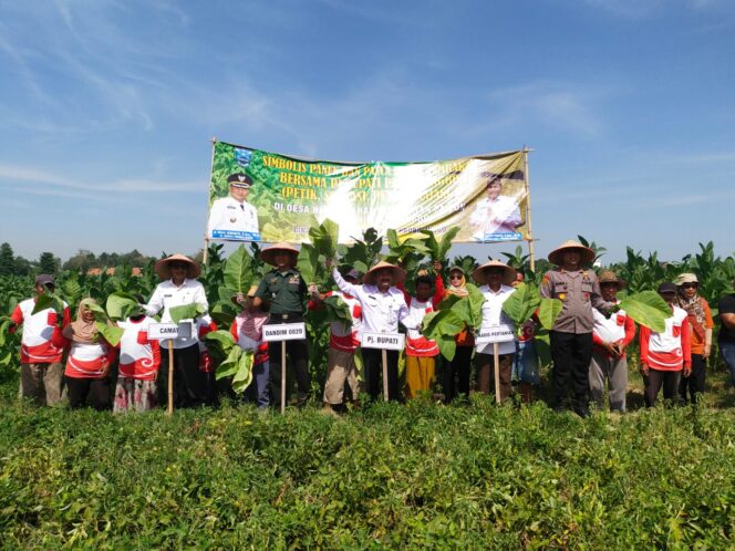 
Pemkab Probolinggo Terus Genjot Produktivitas Komoditas Unggulan Lokal