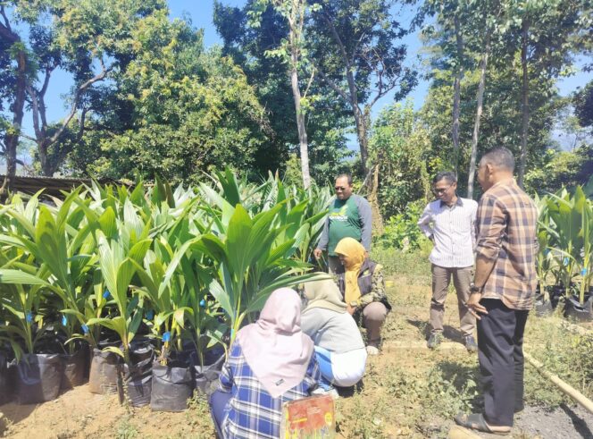 
Diperta Lakukan Monitoring Bantuan Benih Kelapa Genjah