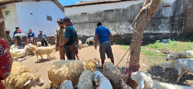 
Sidak Pasar Hewan, Diperta Probolinggo Warning Pedagang Tidak Menjual Hewan Sakit
