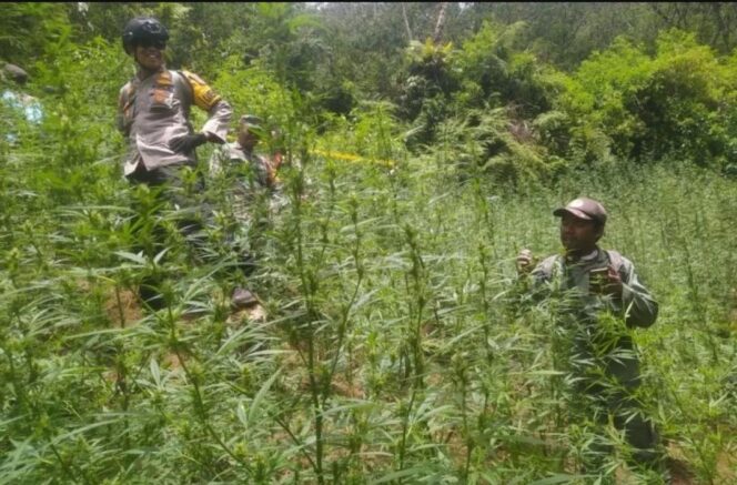 
Ada Ladang Ganja di Gunung Bromo, Begini Penjelasan Kemenhut
