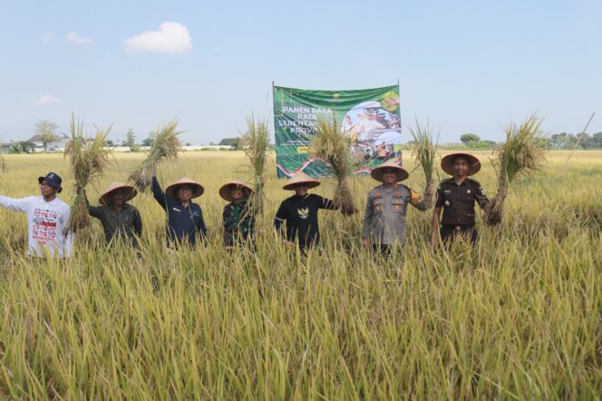 
Bupati Haris dan Forkopimda Panen Raya Padi Serentak