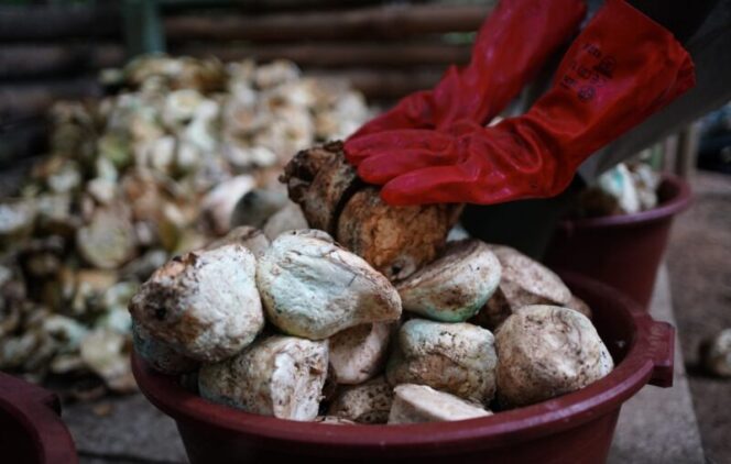 SOCFIN Bermitra dengan KOLTIVA untuk Tingkatkan Kepatuhan EUDR dan Dorong Praktik Rantai Pasok Berkelanjutan