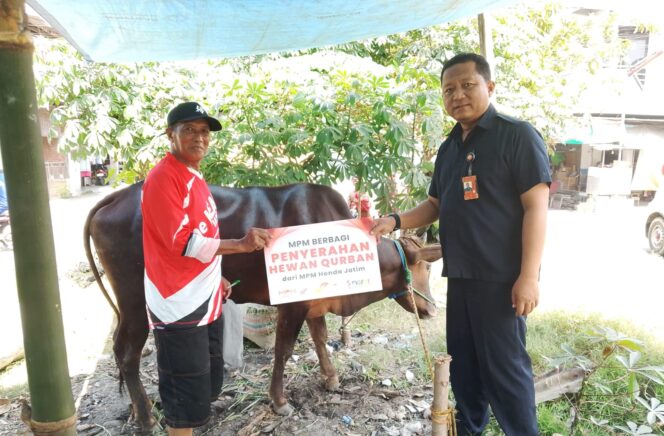 
MPM Honda Jatim Konsisten Berbagi Hewan Kurban, Pererat Kebersamaan dengan Masyarakat