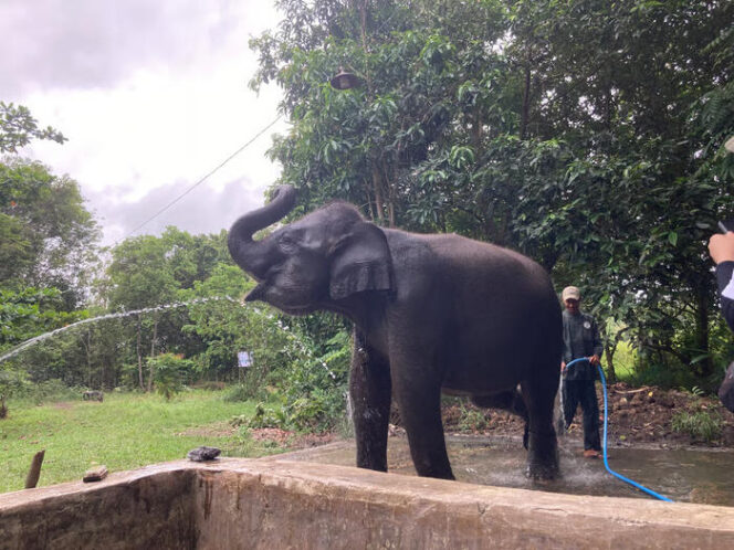 LindungiHutan Tanam Pohon di Way Kambas, Perkuat Habitat Gajah Sumatra yang Kian Menyusut