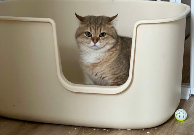 Spot Terbaik untuk Menyimpan Litter Box Kucing di Rumah