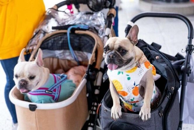 
5 Mall Pet Friendly di Jakarta untuk Mengisi Akhir Pekan