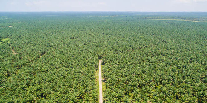 
Regulasi Baru Perkuat Kewajiban Deteksi Dini Kebakaran Lahan Perkebunan