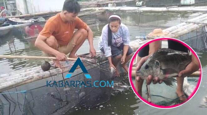 
Jelang Tahun Baru 2026, Petani Ikan Karamba Ranu Grati Panen Orderan, Omzet Tembus Puluhan Juta
