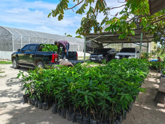 
PalmCo Tanam Puluhan Ribu Pohon di 12 Provinsi, Pertegas Misi Keberlanjutan Holding Perkebunan Nusantara