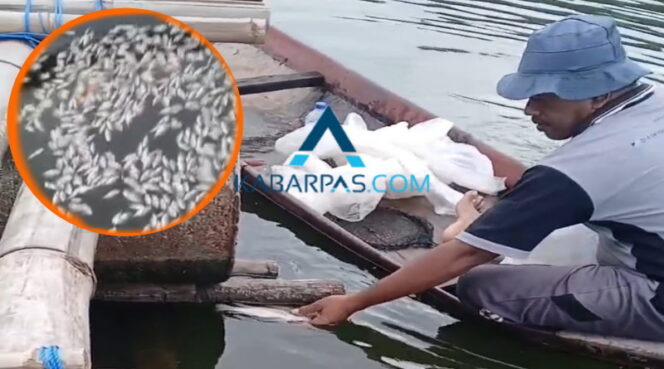 
Ribuan Ikan di Ranu Grati Mati Akibat Cuaca Ekstrem
