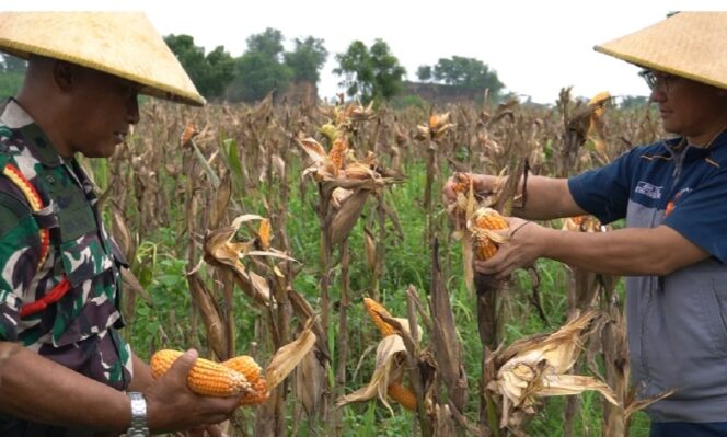 
Panen Jagung Pipil yang Menarik, Sinergi Puslatsus-CJI dan Masyarakat Perkuat Ketahanan Pangan